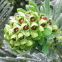 Euphorbia_wulfenii
