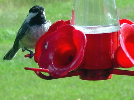 Chickadee
