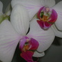 orchid