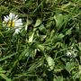 Daisy Lawn....