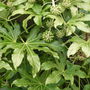 Fatsiajjaponica