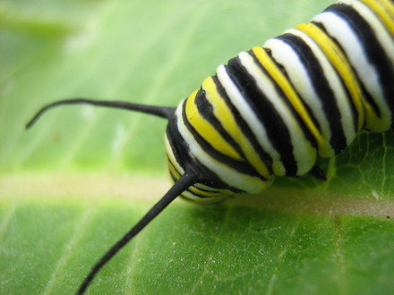 Monarch larva on milkweed