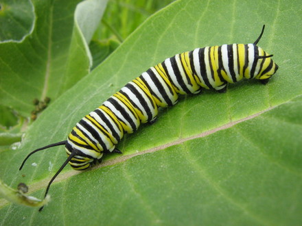Monarch larva on milkweed