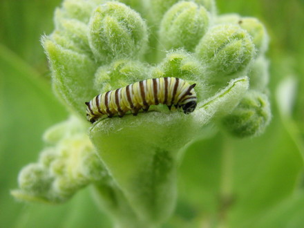 newly hatched larva..