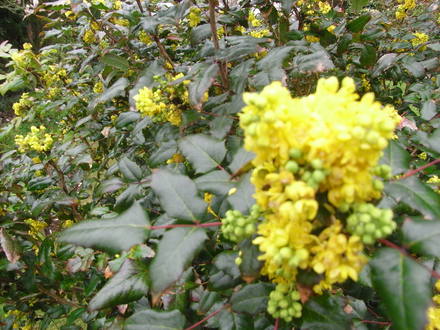 Mahonia Aquifolium. (Mahonia aquifolium (Oregon grape))