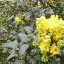 Mahonia_aquifolium
