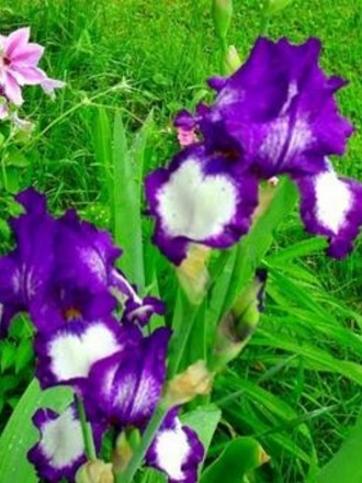 Iris