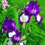 Iris_steppin_out