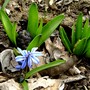 Spring flowers coming out. (Scilla siberica (Siberian squill))