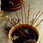 Salix integra "Hakuro Nishiki" (Salix integra "Hakuro Nishiki")