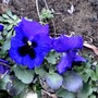 Pansy. 14 March 2008 (Viola)