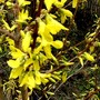 Forsythia 14 March 2008 (Forsythia Intermedia)