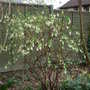 Ribes sanguineum 'White Icicle'
