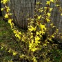 Forsythia 14 March 2008 (Forsythia Intermedia)