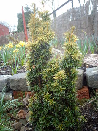 Taxus baccata 'Fastigiata' (Taxus baccata fastigiata 'Aurea')