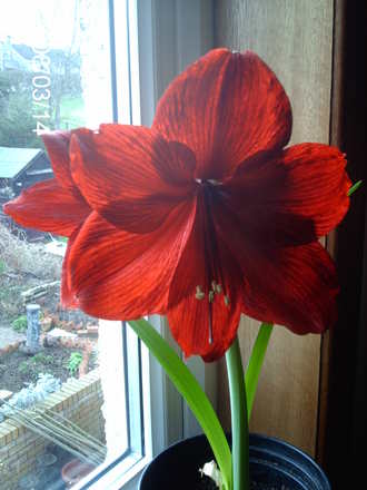 Hippeastrum or is it amaryllis?