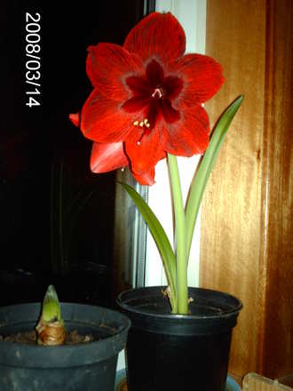 Hippeastrum at night