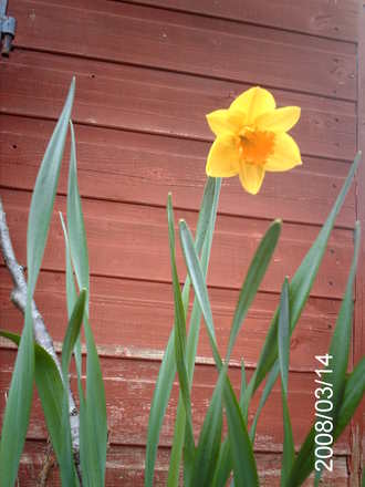 Narcissus Fortune (Narcissus cyclamineus (Daffodil))