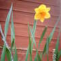 Narcissus Fortune (Narcissus cyclamineus (Daffodil))