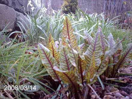 Rumex sanguineus (Rumex sanguineus)