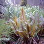 Rumex sanguineus (Rumex sanguineus)