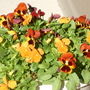 Close up of the pansies