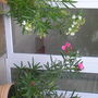 Oleander