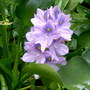 Sum_flowers-05_001