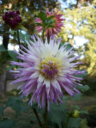 dahlias in 07