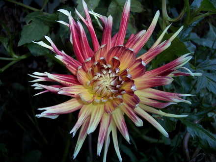 A garden flower photo