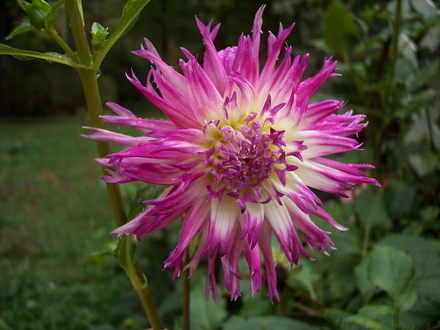 dahlias in 07