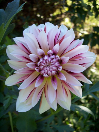 dahlias 07