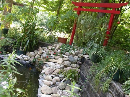 My pond waterfall (Nymphaea alba)