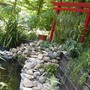 My pond waterfall (Nymphaea alba)