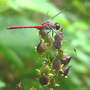 Ruby Meadowhawk dragonfly