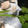 Blue Dasher dragonfly