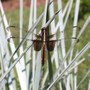 Dragonfly_skimmer_widowtopwing_exc_780