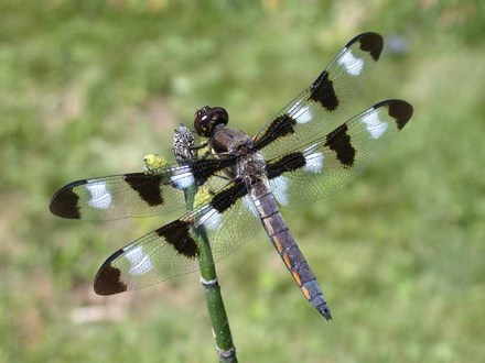 Twelve-spotted Skimmer dragonfly
