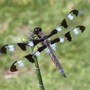 Twelve-spotted Skimmer dragonfly