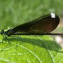 Damselfly_black-winged_fe_5-22-04_close_good