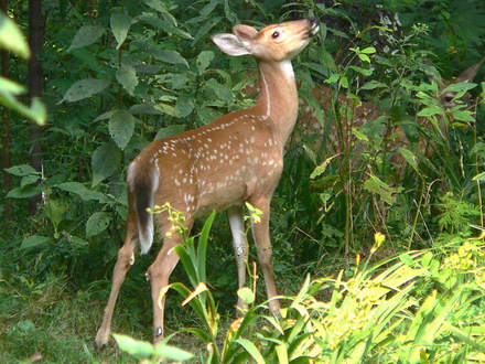 Fawn browsing back yard