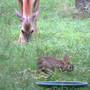 Doe_w_bunny_eat_close_7-18-06_med