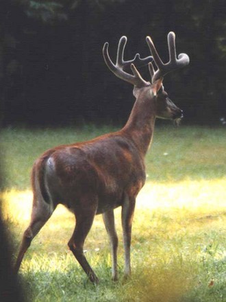 BigBoy in velvet
