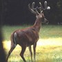 BigBoy in velvet