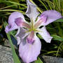 Iris, Aquatic (Iris)