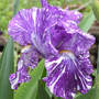 Iris_batik_fullbloom_5-07-03sm