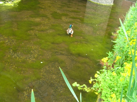 Algae and Drake