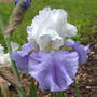 Iris_stairway_to_heaven_close_5-30-05_crop