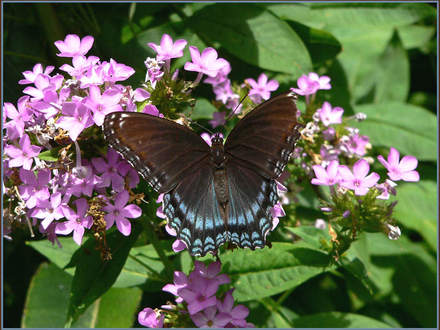 Red-spotted Purple on Garden Phlox (Phlox paniculata (Perennial phlox) unknown pink)