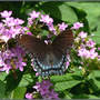 Phlox paniculata (Perennial phlox) unknown pink